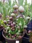 Pr of Nepenthes ALATA Pitcher Plants in Hanging Basket EATS BUGS 