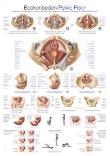 Anatomische Lehrtafel Beckenboden, 50x70cm, neueste Ausführung