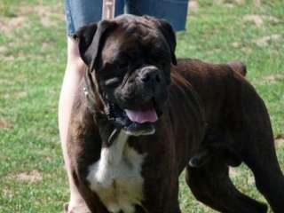 Gianni, Boxer, ca. 5 Jahre in Stuttgart   Stuttgart Nord  Hunde 