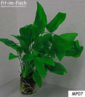 Echinodorus Mutterpflanzen sind XL Wasserpflanzen im 8 cm Topf und mit 