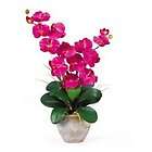 Phalaenopsis Orchid Plants Double Spike King Size  