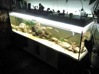 Aquarium, Beleuchtung LED, Eheim 2080, 500L, Barsche in Baden 