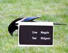 CALLER UCALLER CORVID DUCK CALLER CALLS MAGPIE Crow