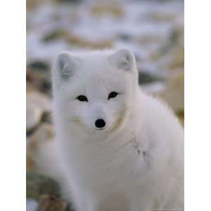  A Close View of an Arctic Fox Photographers Photographic 