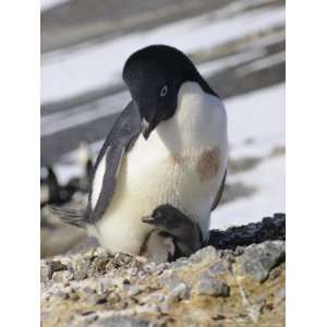  An Adelie Penguin, Pygoscelis Adeliae, Sits at its Parents 