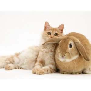 Red Silver Turkish Angora Cat and Sandy Lop Rabbit Snuggling Together 