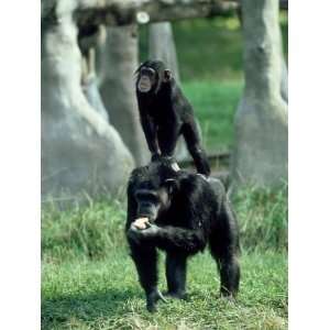  Chimpanzee, Baby Stands on Mothers Back, Zoo Animal 