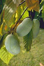 Paw Paw Tree (Asimina) 14 19 in, Banana like Fruit Ornamental Shade 