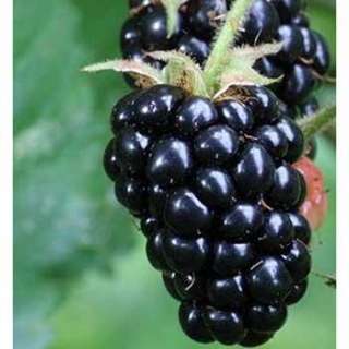 Triple Crown Blackberry   20 Seeds   Giant Thornless Blackberries 