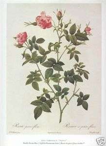 Pierre Joseph Redoute botanical print PASTURE ROSE  