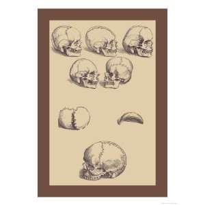  Skulls Giclee Poster Print by Andreas Vesalius, 24x32 
