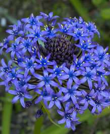 Caribbean Jewel Bulbs   also known as Scilla Peruviana Bulbs  