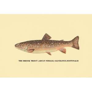  Brook Trout (Adult Female) 20X30 Canvas Giclee