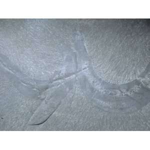  Burgess Shale Fossils Priapulid, Middle Cambrian Period 