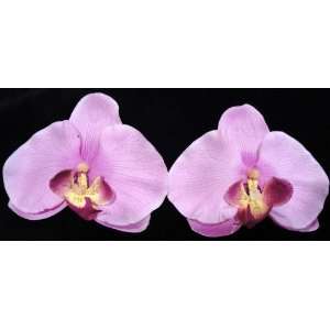 Tanday (Lavender/Orchid) Exotic Real Touch Phalaenopsis Orchid Flower 
