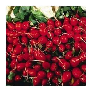  Organic Cherry Belle Radish   1/4oz. Bulk Vegetable Seed 
