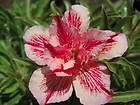 Adenium Obesum Desert Rose ฺDRAGON BOLT 20 Seeds Fres