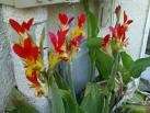 Canna Indica Red/Yellow 10 Fresh Seeds  