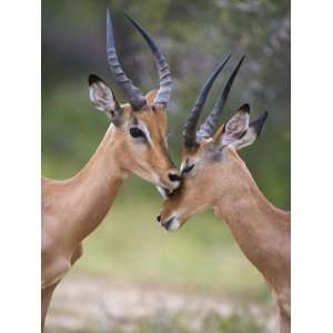 Impala, Males Allogrooming, Kruger National Park, Mpumalanga, South 