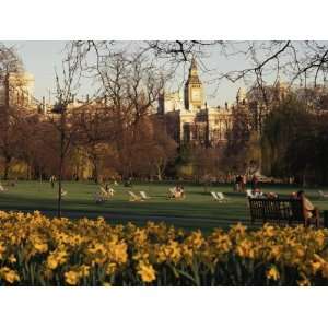  Daffodils in St. Jamess Park, with Big Ben Behind, London 