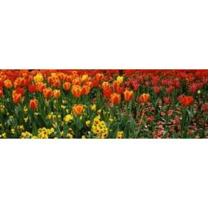  Tulips in a Field, St. Jamess Park, City of Westminster 