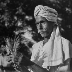  Indian Farmer Bandidin, Who Raised 64 Bushels of Wheat Per 