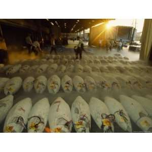 Rows of Frozen Tuna Emanate Cold Vapors Prior to Auction, Tsukiji Fish 
