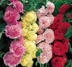 Hollyhock Queeny Series Mix Seeds  