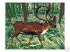 BUCK 2 Latch Hook Rug Hooking LARGE COLOR Chart Pattern