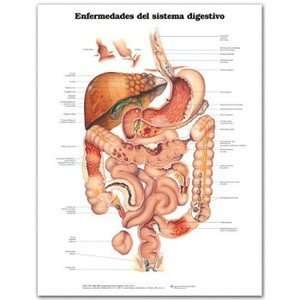  Digestive System Diseases Spanish Chart Health & Personal 
