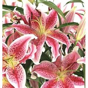 Send Fresh Cut Flowers   20 Stargazer Lilies  Grocery 