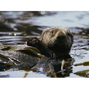 Sea Otter Has Wrapped Himself with Kelp as an Anchor for a Nap 