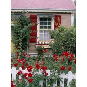  Single Storey House and Rose Covered Fence, New Zealand 