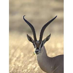  Grants Gazelle, Masai Mara National Reserve, Kenya, East 