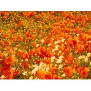  Poppies and Cream Cups, Antelope Valley, California, USA 