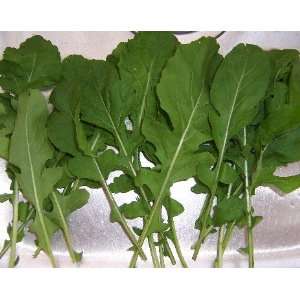   Arugula / Roquette Herb Seed, Sold by the Pound Patio, Lawn & Garden