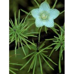  Grass of Parnassus Flower Growing Through Tamarack Tree 