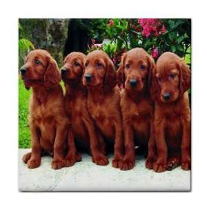 Irish Setter Puppy Dog 2 Tile Coasters (Set/4) HH0695