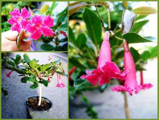 Cuban Pink Trumpet Tree (Tabebuia pallida) 1 Plant  