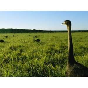  Greater Rheas Graze in Tall Savannah Grass Photographic 