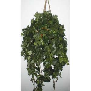 Large Algerian Ivy Hanging Basket