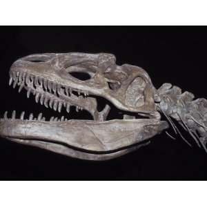  Allosaurus Skeleton Skull, Jaws and Teeth, against a Black 