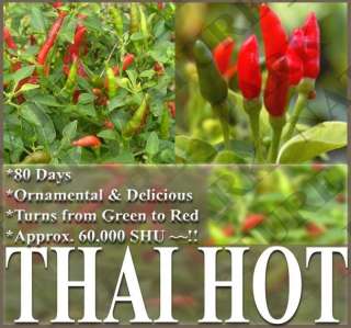 HOT Pepper seeds   THAI HOT PEPPER ~Thailand GARDEN POT  