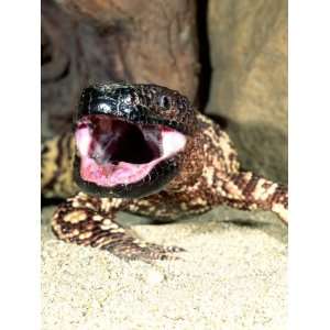 Mexican Beaded Lizard, Native to Pacific Coastal Mexico Stretched 