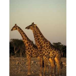 Giraffe, Giraffa Camelopardalis, Etosha National Park, Namibia, Africa 