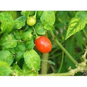    Capsicum annuum   Mini Belle Pepper 100 Seeds Patio, Lawn & Garden
