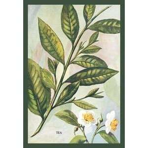   Paper poster printed on 12 x 18 stock. Tea Plant #2