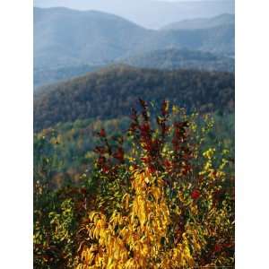 Autumn Colored Cherry Tree with View of Blue Ridge Mountains National 
