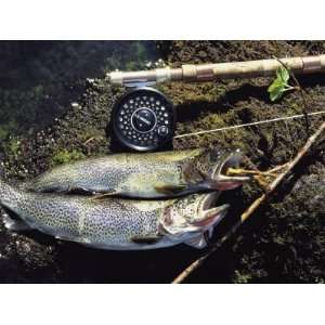 A Pair of Cutthroat Trout, Salmo Clarki, and a Reel Lie on 