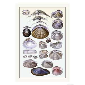  Shells Dimyaria Giclee Poster Print by G.b. Sowerby 